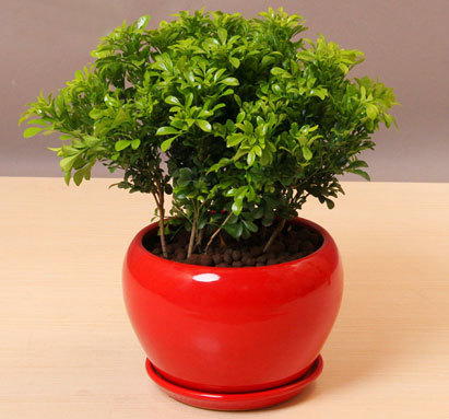 花卉米兰的过冬,养花技巧大全玫瑰花怎么养