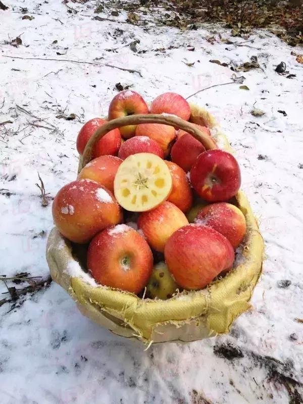 明天别睡懒觉和乌鲁木齐晚报君一起逛且逛且冬博会去