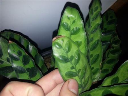 猫眼竹芋水养改土养方法的诀窍,猫眼竹芋叶子枯死了怎么办