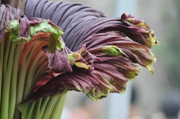 鬼吹灯精绝古城尸香魔芋有什么用,鬼吹灯中尸香魔芋花竟真的存在