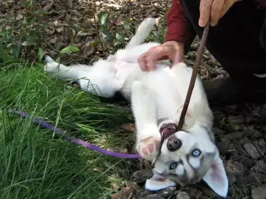 哈士奇的缺点和优点小型犬,狗的品种哈士奇的特点和性格