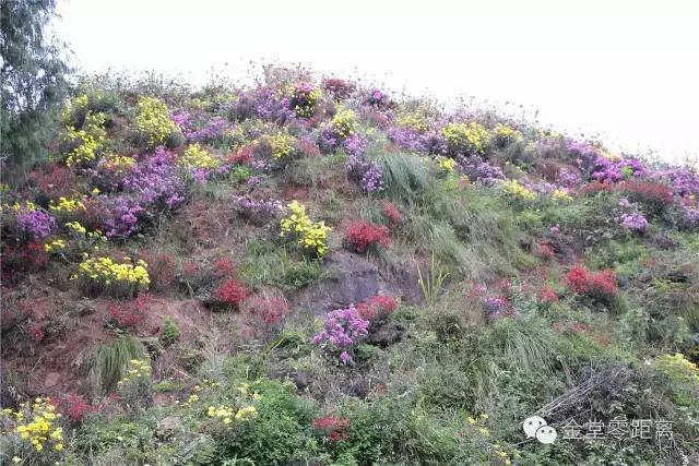 航拍金堂玉皇山,玉皇山登高金堂