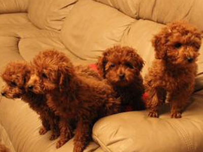 怎么样判断泰迪是否得了蛔虫,泰迪幼犬细小怎么治最有效