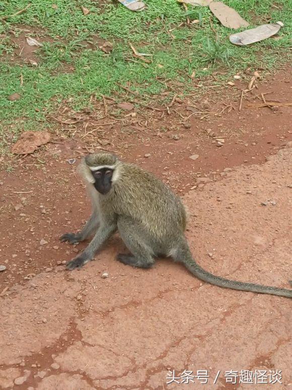 我在非洲工作的日子，给大家介绍下非洲的风土人情