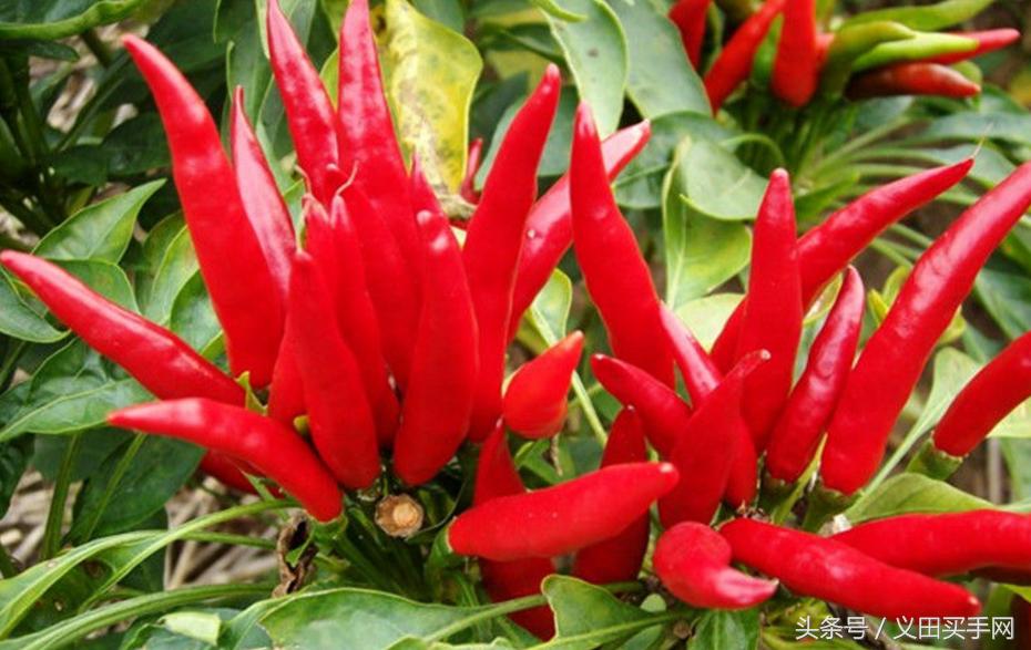 中国地理标志大会视频,国家地理标志产品官方采访