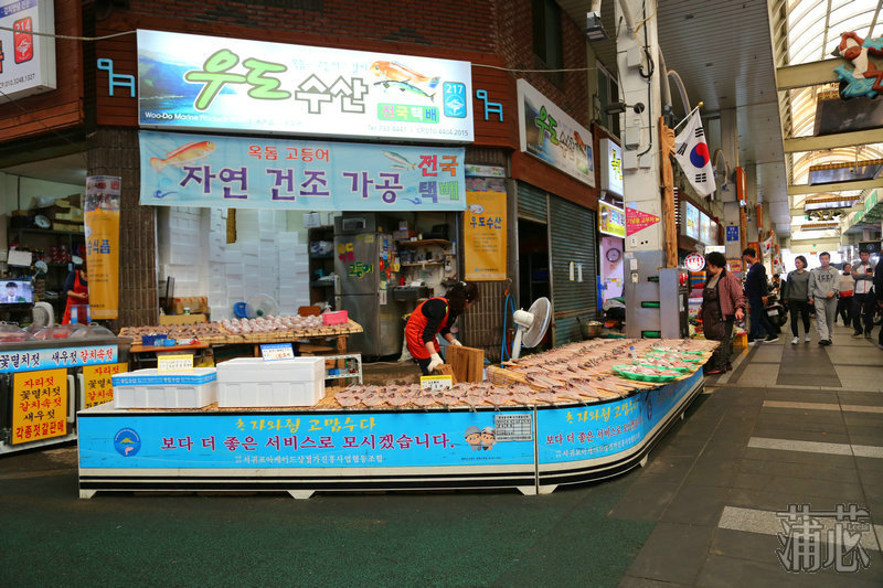 济州岛看枫叶,济州岛枫叶