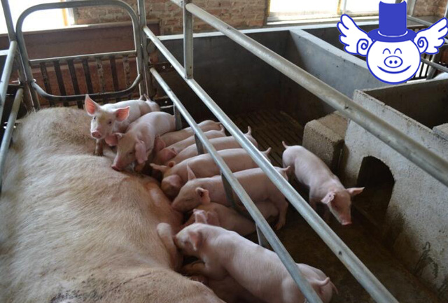 哺乳仔猪拉稀跟母猪有关系吗,哺乳仔猪拉稀快速解决方法