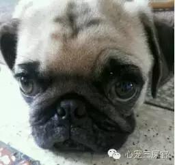 14岁的狗狗成天咳是什么原因,狗狗一直咳嗽还咳出血怎么回事