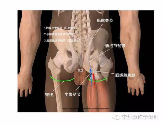学员精彩笔记(2)|什么是后表线?它到底在人体中扮演怎样的角色