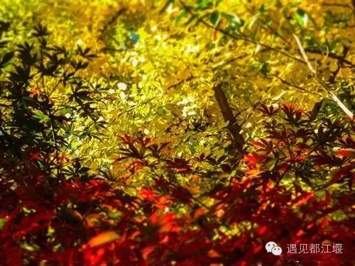 成都西部银杏第一村 (成都市周边哪里的银杏最多最美)