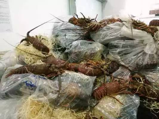 走进海关了解海关,福田口岸海关