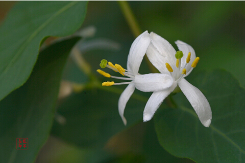 东方本草精华液,东方本草呵护肌肤