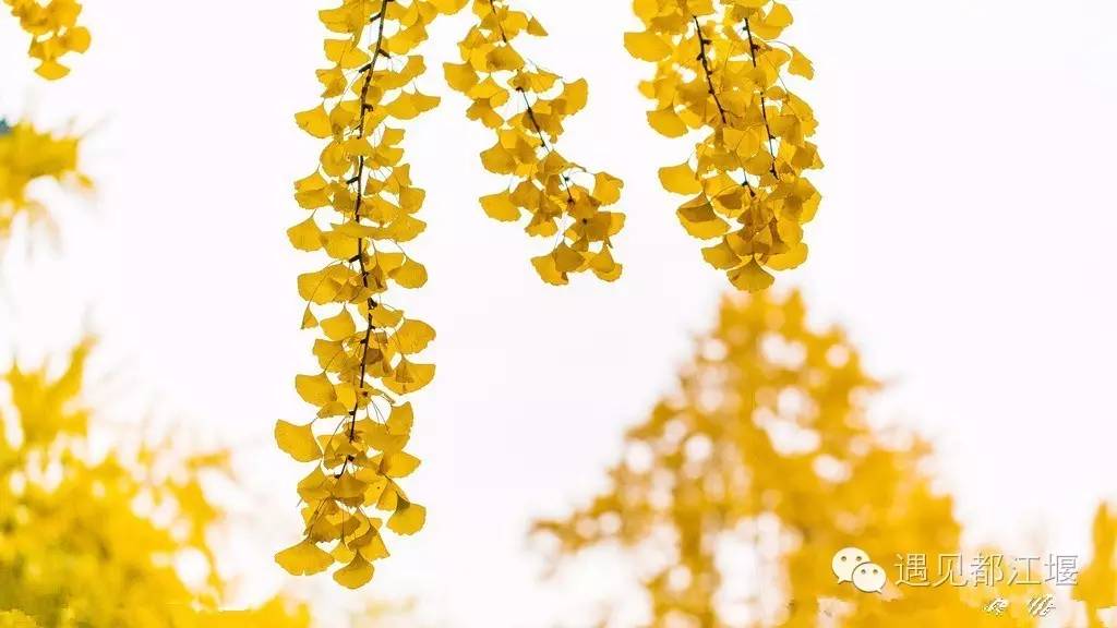 成都西部银杏第一村 (成都市周边哪里的银杏最多最美)