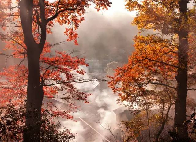 时已立冬,浙些美景再错过就要等明年了!