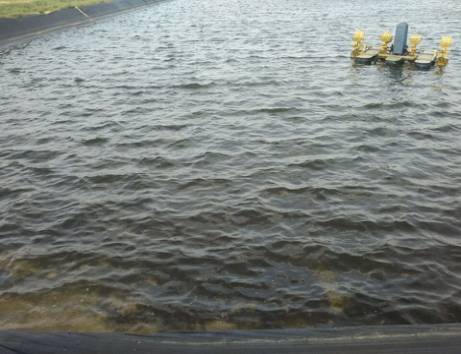 对虾纤毛虫哪个阶段比较容易出现,怎样防治对虾的孢子虫