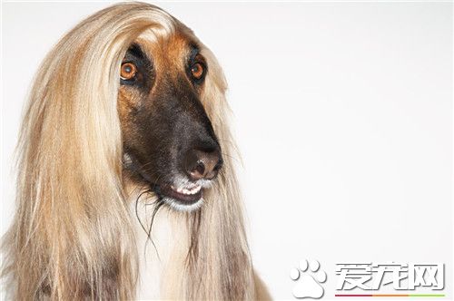 阿富汗猎犬属于阿富汗国宝么,阿富汗猎犬为什么像阿富汗人