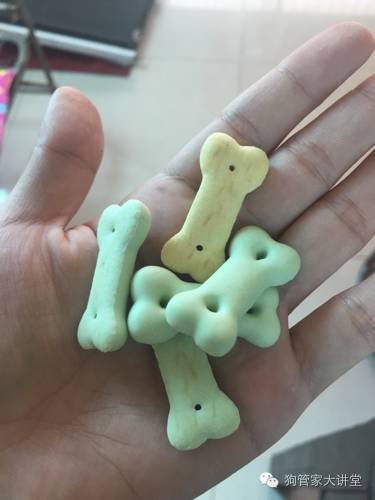 金毛从成年开始养,金毛养成