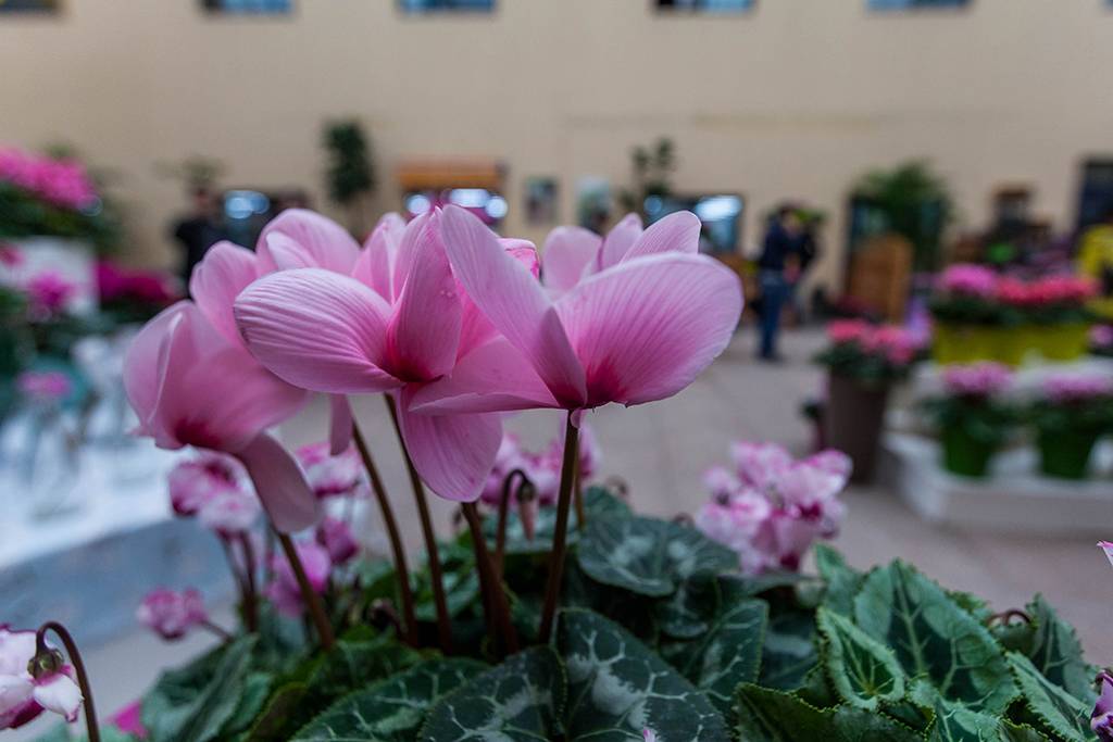 距离杭州仅30公里车程,距离杭州一小时车程的景点