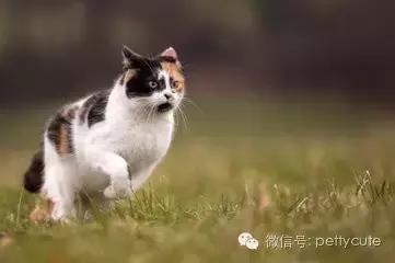 中华田园猫玄猫的性格,中华田园猫玄猫眼睛什么颜色