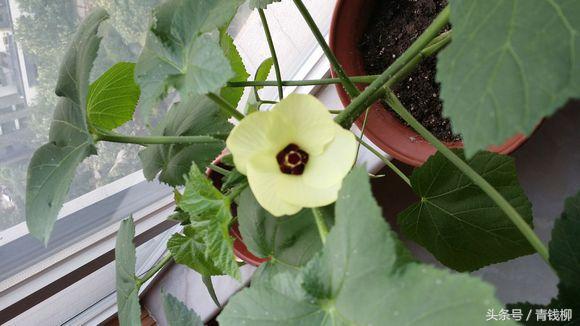 阳台无土栽培蔬菜靠谱吗,家庭阳台保健蔬菜的无土栽培技术