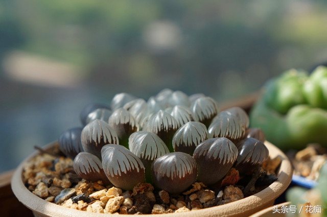 小叶冰灯玉露是冰灯玉露吗,冰灯玉露与雪花冰灯玉露