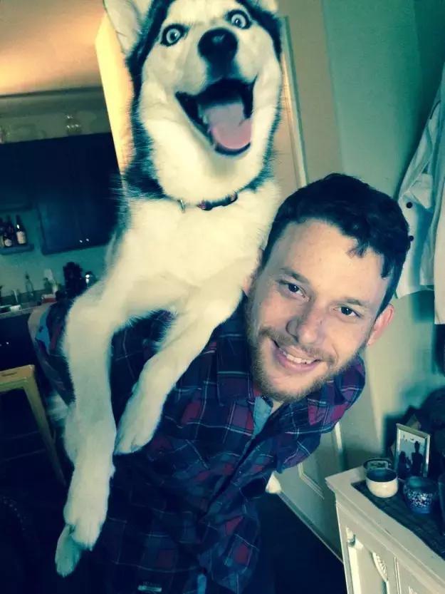 哈士奇的缺点和优点小型犬,狗的品种哈士奇的特点和性格