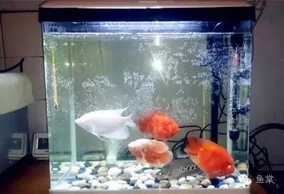 加热棒加热为什么会死鱼,加热棒会不会把鱼烫死