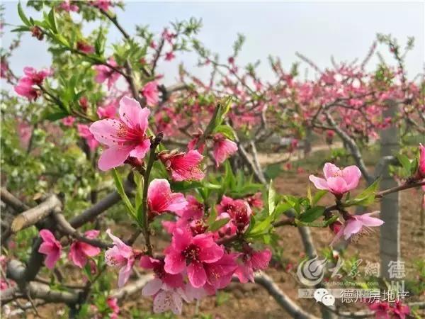 老王看房地产全集,老王看楼市完整版