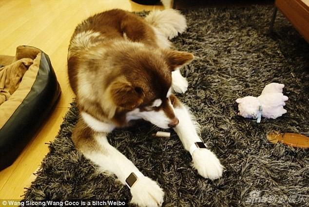 王思聪给爱犬买了只限量版lv包,王思聪给狗戴的羽毛项链