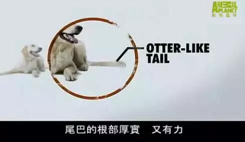 拉布拉多是不是家养的最佳犬种,萨摩耶拉布拉多犬是哪里的犬种