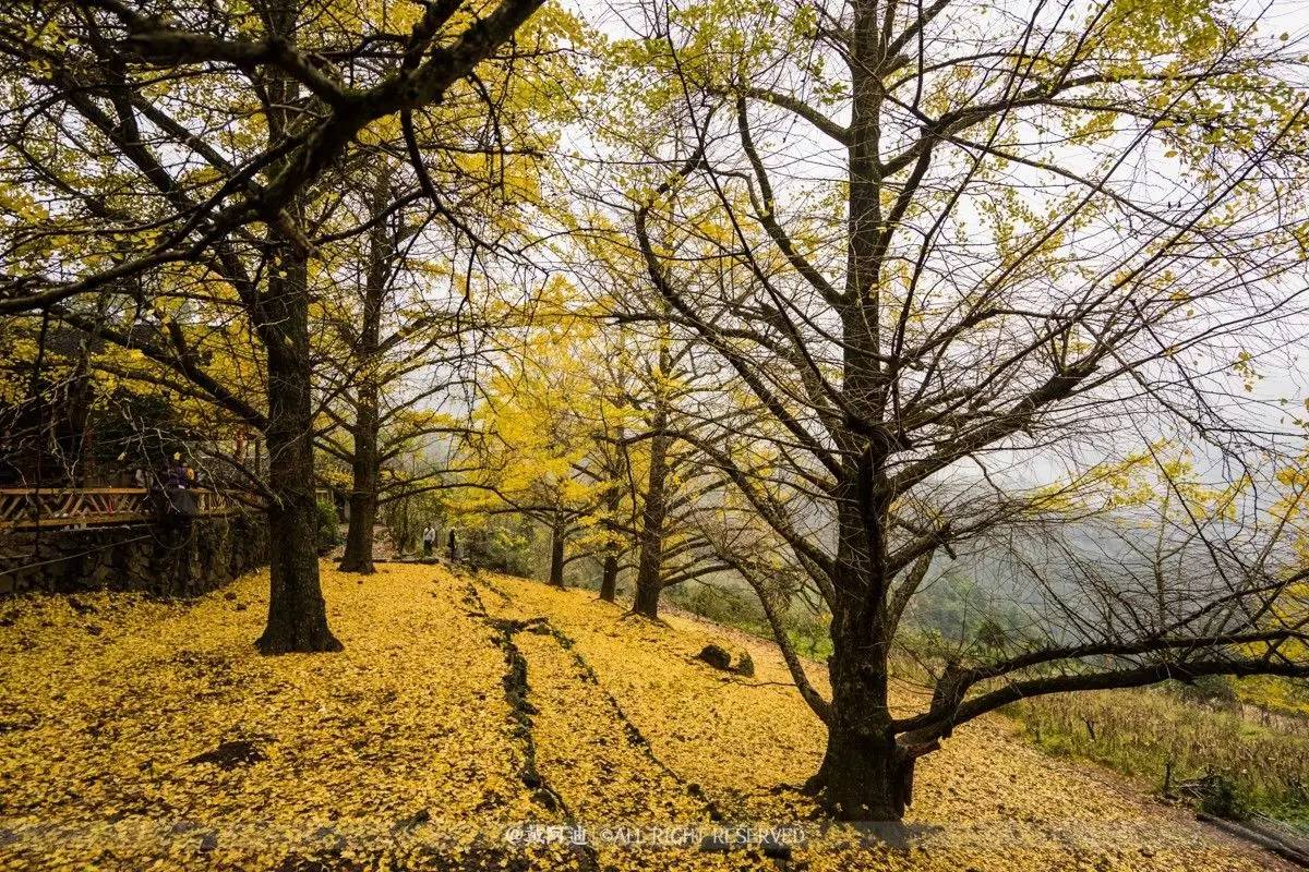 今年最后银杏金秋，现在出发还来得及！
