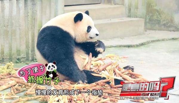 大熊猫前爪有多少个手指,大熊猫右手是否有六只手指