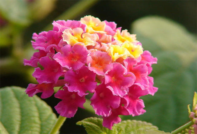 养花改善磁场,养花驱小虫神器