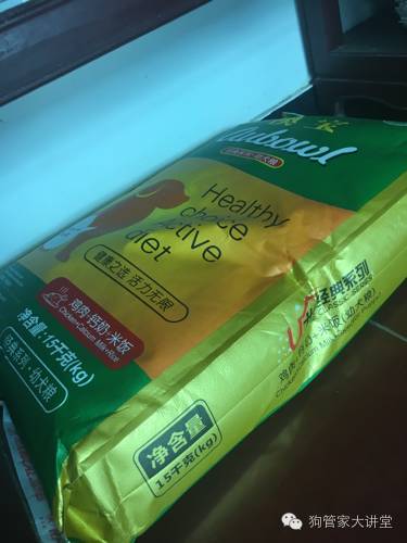 金毛从成年开始养,金毛养成