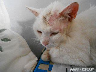 人得了猫癣如何预防猫癣扩散,被感染猫癣了怎么办