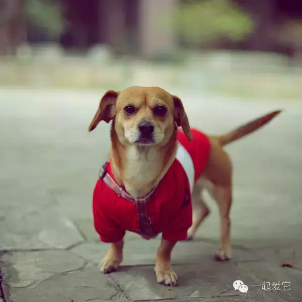 宠物知识狗狗,养宠知识狗狗肢体语言解读