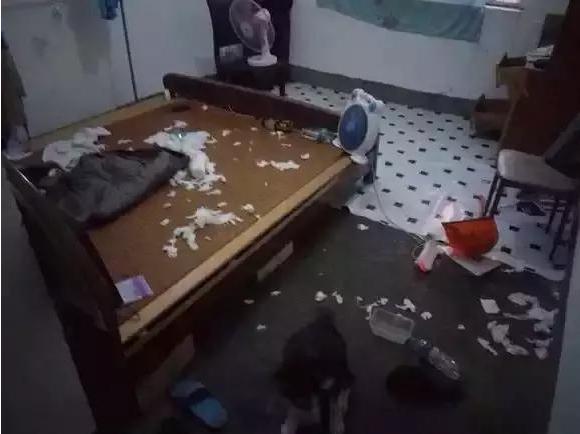 终于知道为什么不喜欢养狗了,为什么很喜欢狗狗又不敢养