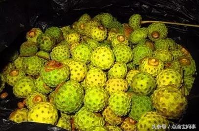 生长在山野的“山荔枝”俗称“黄鸡卵”，它的药用功效还真不少