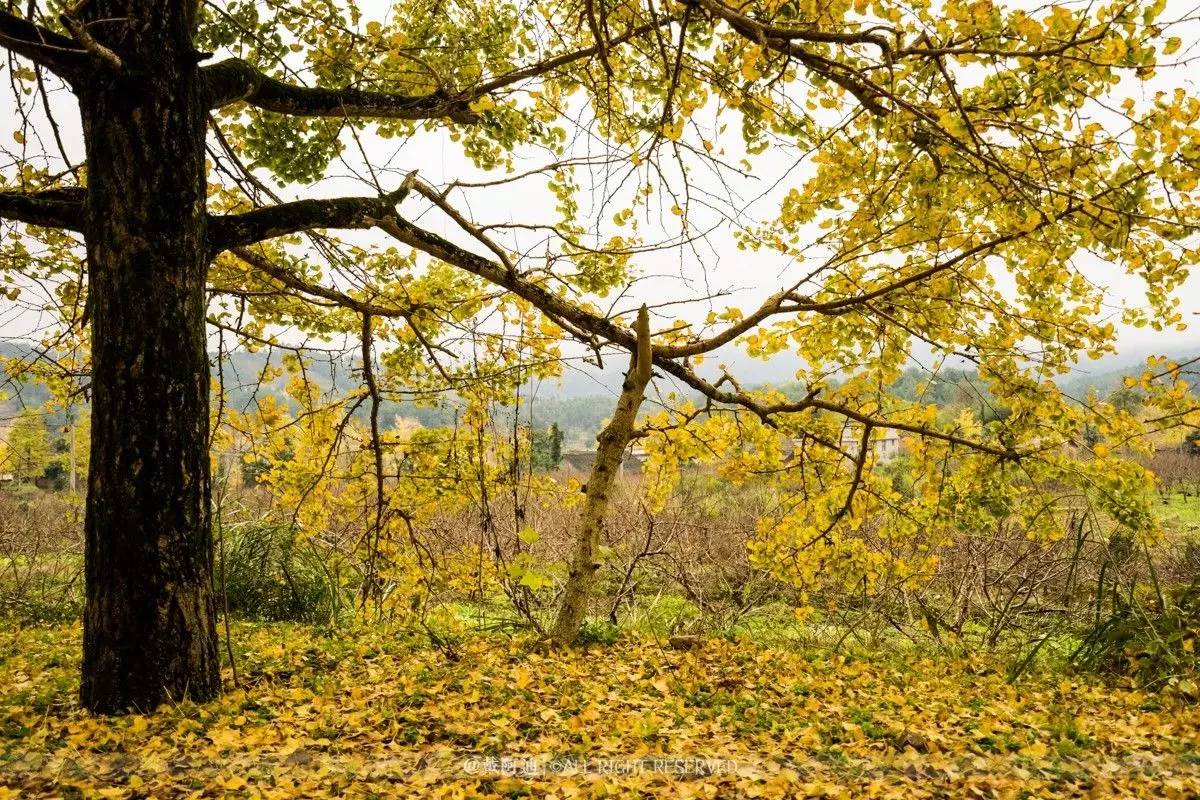 今年最后银杏金秋，现在出发还来得及！