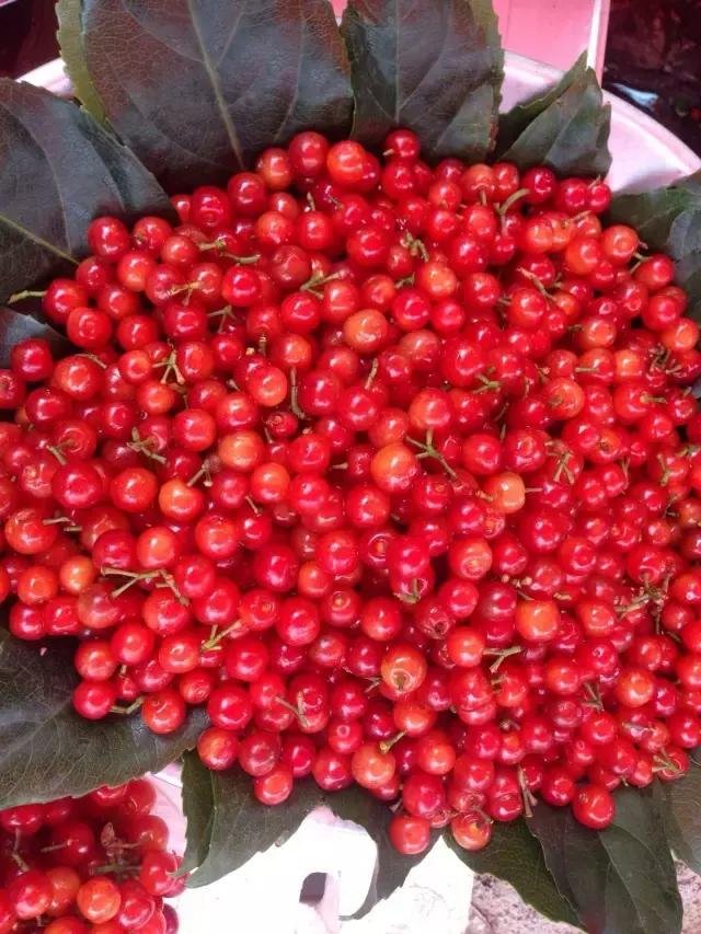 东北人的最爱,东北人的最爱东北大冻梨