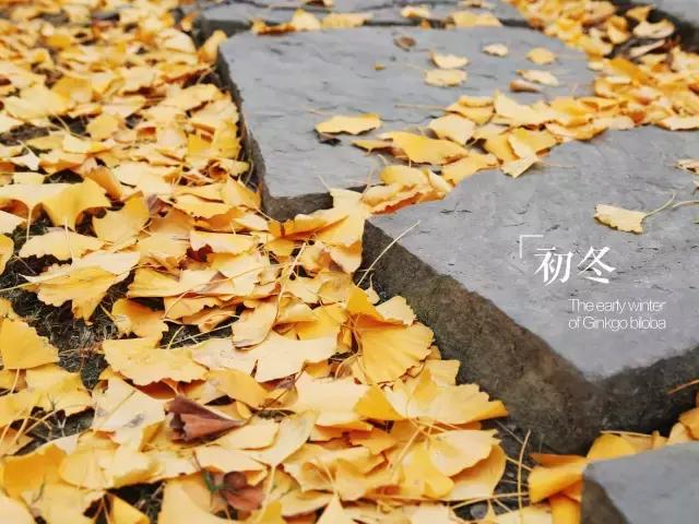 全国十大最美银杏大学,全国最美银杏大学