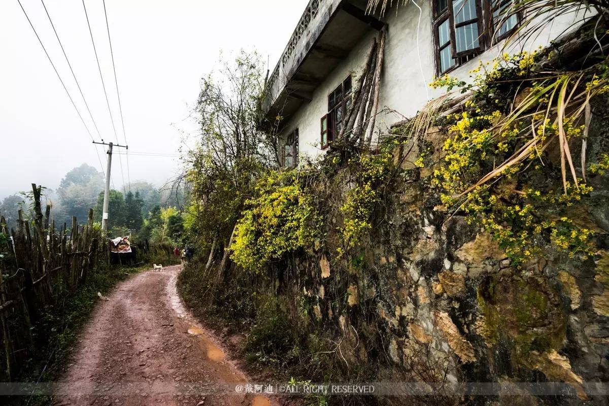 今年最后银杏金秋，现在出发还来得及！
