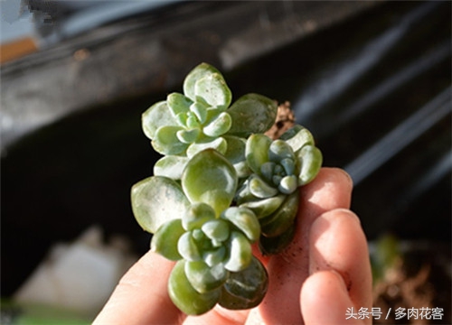多肉冻伤的叶子怎么处理,多肉植物冻伤教你怎么施救