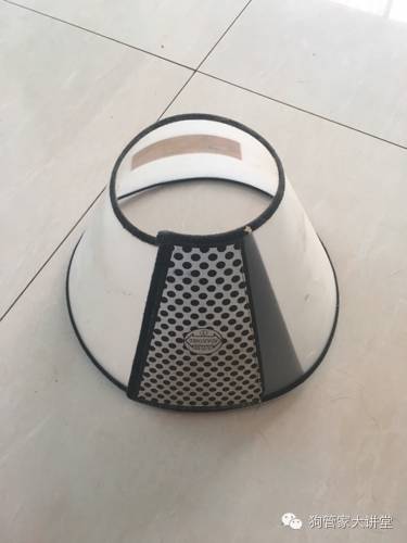 金毛从成年开始养,金毛养成