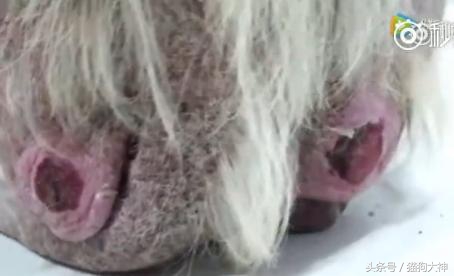 可怜狗狗被救活,可怜的狗狗死了