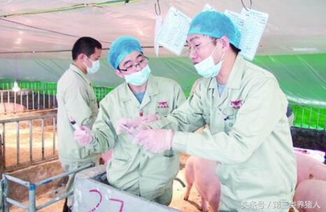 职业养猪人,养猪人的生涯