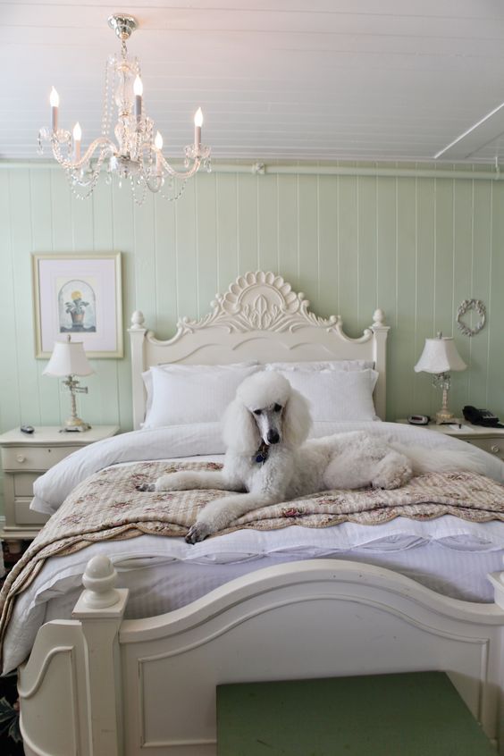 巨型贵宾犬造型有哪些,巨贵犬是巨型贵宾犬吗