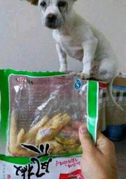 狗狗沉浸式啃泡椒鸡爪,狗狗嘴馋吃别人给的东西