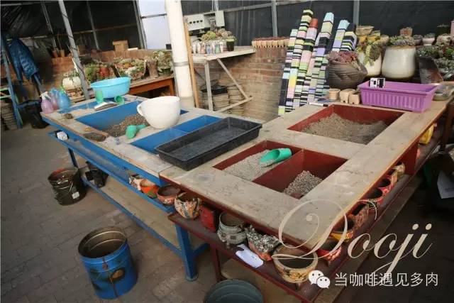 大群老桩秀妍多肉,多肉大群造型图