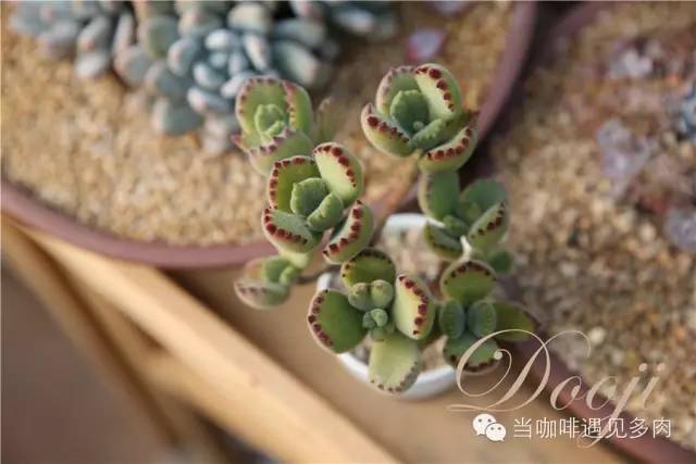 老桩大群多肉,大盆群生老桩图片大全